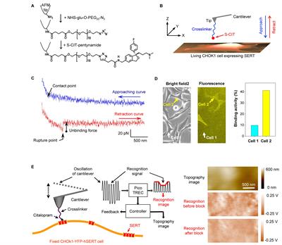 Allosterically Linked Binding Sites in Serotonin Transporter Revealed by Single Molecule Force Spectroscopy